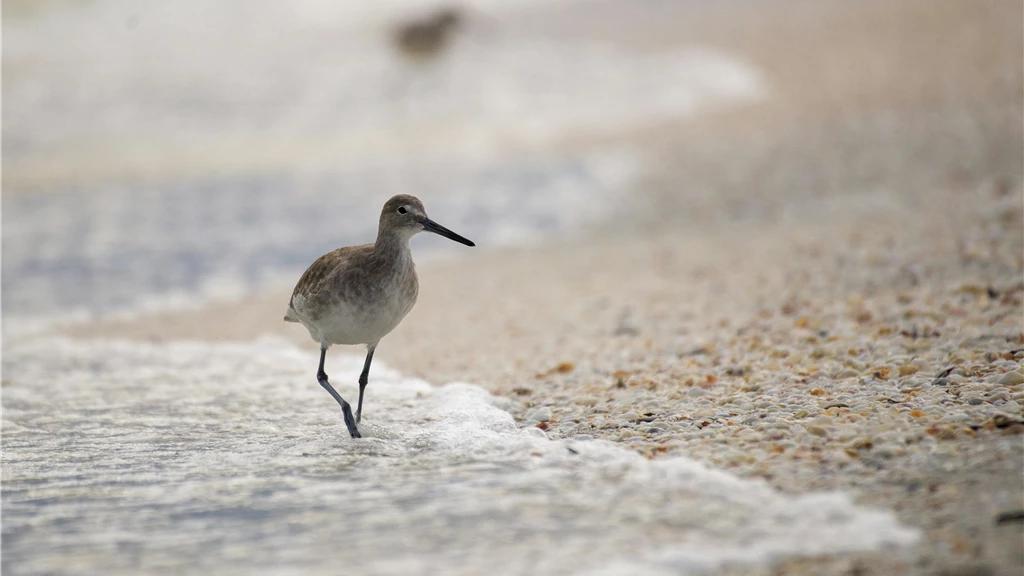 A willet bird strides along a sandy Florida beach, capturing the tranquil shoreline atmosphere.