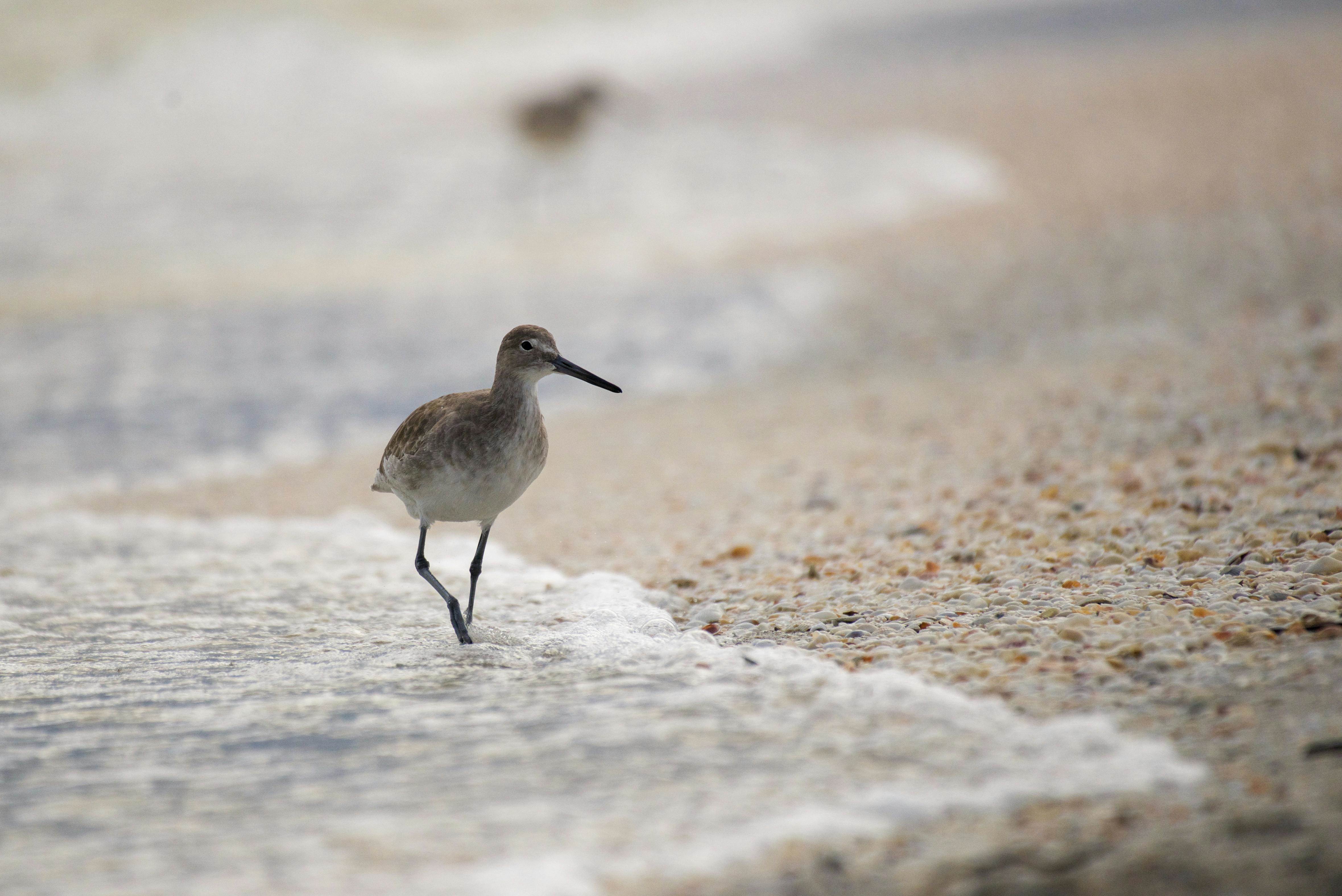 A willet bird strides along a sandy Florida beach, capturing the tranquil shoreline atmosphere.